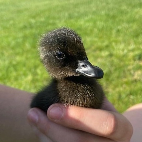 Meet your Posher, Rylee - Picture 1 of 1